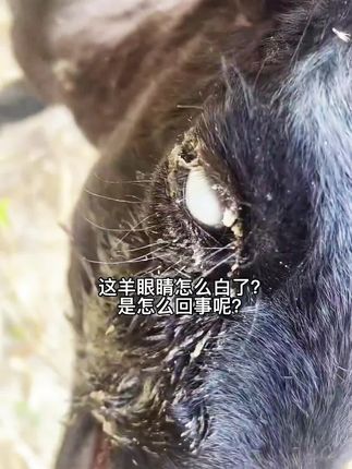 #牛羊流眼泪#羊流眼泪#红眼病的高发季节 #抖音助农#