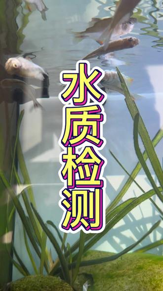 养鱼出现问题多数情况水质不好,定期检查一下…#水族用品#养鱼经验分享 #鱼缸死鱼怎么办