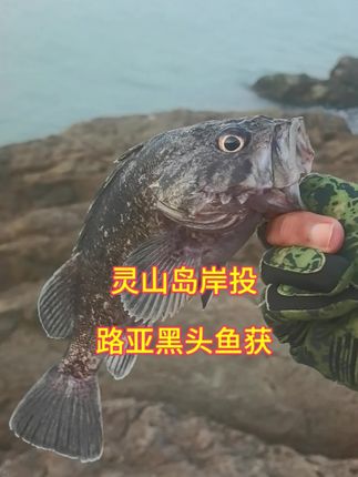 青岛灵山岛岸投路亚黑头一下午三五斤 #路亚黑头 #青岛路亚黑头 #青岛路亚