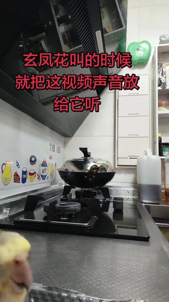 养鹦鹉真的会带来情绪价值哟!走到哪里它就会跟到哪里,在家里干活它就唱歌哄你开心。手养玄凤鹦鹉。