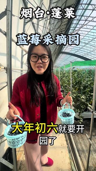 蓬莱蓝莓采摘园大年初六开园啦!@蓝萃家庭农场 门票团购链接在这里!大家快来吃蓝莓自助吧!#蓝莓 #蓝莓采摘 #蓬莱 #蓬莱好玩的地方
