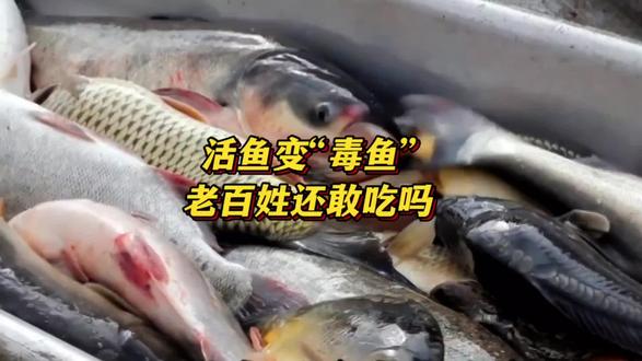活鱼变成“毒鱼”流向餐桌,爱吃鱼的老百姓该何去何从?望有关部门严查#食品安全 #行业大揭秘 #社会新闻