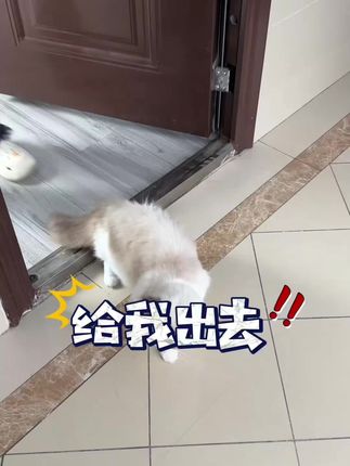 猫猫也是我们忠诚的朋友,既然养了就要负责哦 #猫砂盆除臭 #养猫新手 #除臭小苏打 #高分子小苏打 #小苏除臭颗粒