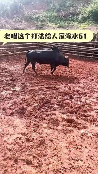 #斗牛 就喜欢这一款……