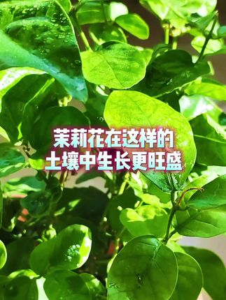 茉莉花在这样的土壤中生长更旺盛