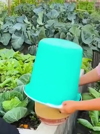 好吃又好种的金玉兰菜,家里有阳台小院空花盆的一定要重一些#金玉兰