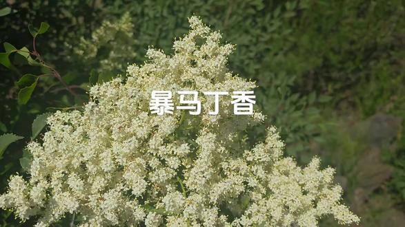 暴马丁香 #真实生活分享计划 此树木作为夏季蜜蜂的一个重要蜜源,极具花香,有一股浓浓的香味,我们本地叫“秤杆子”,属于丁香属的落叶乔木或灌木。
· 园林绿化:树姿优美,花香浓郁,是优良的观赏和水土保持树种,被誉为“北方木本花卉之王”。花香中的丁香油酚还能净化空气。
· 药用价值:树皮、树干和枝条可入药,味苦性微寒,能清肺祛痰、止咳平喘、消炎利尿,其树皮被称为“暴马子皮”。
· 保健饮用:嫩叶、嫩枝和花可制茶,有清热解毒、镇咳祛痰等功效。但孕妇、哺乳期女性及过敏体质者需慎用。
· 其他用途:花是优质蜜源并可提取芳香油;木材坚实致密且自带香气;根可作熏香原料。#中蜂养殖 #土蜂蜜 #中草药 #中草药材