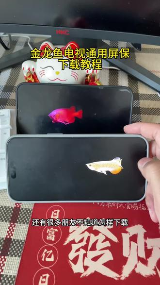 《黑盒资源》金龙鱼电视屏保下载和设置教程,电视养鱼教程,金龙鱼屏保下载教程,金龙鱼动态壁纸下载,金龙鱼4k超清全面屏。海信电视机屏保龙鱼设置教程,金龙鱼动态壁纸下载免费,TCL金龙鱼电视屏保设置教程,小米电视金龙鱼屏保设置教程,金龙鱼屏保高清4K下载教程, #电视养鱼教程 #电子养鱼 #电视屏保 #金龙鱼屏保 #电视屏保设置教程电视养鱼,电子养鱼。金龙鱼电视屏保教程