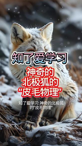 知了爱学习|神奇的北极狐的“皮毛物理”#每天学习一点点#知了爱学科普#知了爱学习科学#知了爱学知识