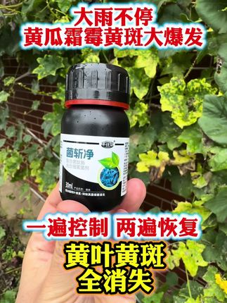 大雨不停,黄瓜霜霉黄斑大爆发,种植户如何防控#霜霉病#黄瓜病害#黄瓜种植