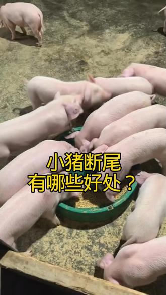 小猪断尾有哪些好处#所有养猪人#养猪小妙招#三农养殖#养猪知识与技术分享 #养猪必看