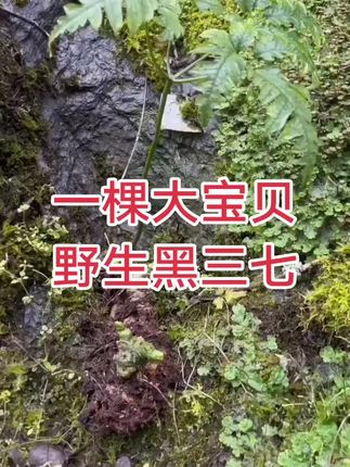 文山三七,一棵大宝贝黑三七!#文山三七 #昭通小草坝天麻
