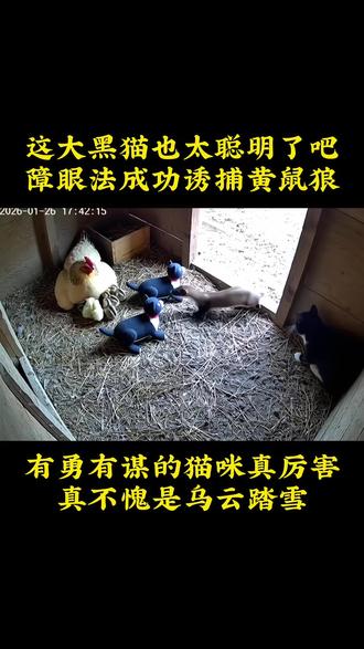 这大黑猫也太聪明了吧,用障眼法成功诱捕黄鼠狼!有勇有谋真厉害!#神奇动物在抖音 #萌宠出道计划 #玄猫 #黑猫 #乌云踏雪