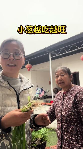 第二期:小葱别乱割!这样吃,越养越旺,越吃越多#种植#家庭种植