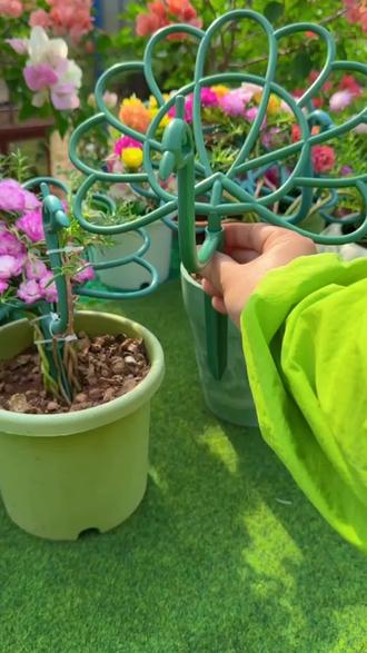 园艺太阳花支撑架孔雀造型花架子阳台花卉太阳花蟹爪兰专用固定器#好物推荐🔥