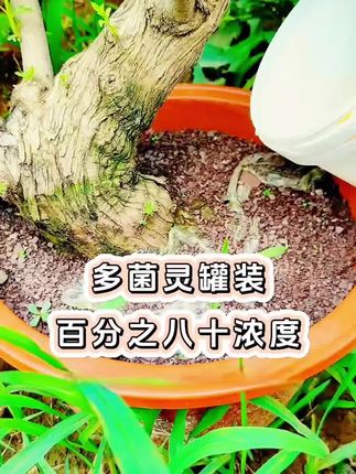 在花卉养护过程中,真菌病害是常见威胁,易导致叶片发黄、根茎腐烂、斑点蔓延等问题。多菌灵作为一款经典的杀菌剂,能有效应对各类真菌病害,在养花场景中应用广泛。   其适用场景包括播种前的土壤消毒、扦插时的切口防腐,以及日常预防月季黑斑病、多肉黑腐病等。使用方法简便,稀释后可进行灌根或叶片喷洒,新手也能轻松操作。   定期使用多菌灵进行防护,能减少花卉病害发生,助力植株叶片鲜绿、开花繁茂,为花卉生长筑牢防线。   #养花小知识 #植物 #花卉绿植 #病虫害防治 #种植小技巧