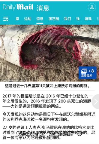 拿一堆捡漏、食腐充当鲨鱼“捕食”是何意味?反对把只要带有鲨鱼咬痕的尸体就归于因鲨鱼袭击致死等于“只要鲨鱼进食就是食腐”,能不能不要非黑即白断章取义了?#神奇动物在抖音 #鲨鱼 #海豚 #动物世界 #动物的迷惑行为