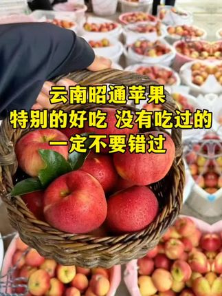 这是昭通苹果,这款苹果的品种叫早熟红路苹果,纯甜,无酸,带皮吃更脆,也是带有糖心的哦#云南昭通苹果