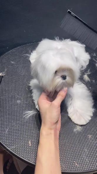 头发特别软如何剪出蓬松感/小马鸡蛋头教程 想学习的尽量学习全程版原声版哦,录制的线上课分享一些片段给大家,点线面角度各个方面都会讲解,开型到精修无任何剪辑,不同狗狗不同条件问题的处理方法统统都有。#宠物美容培训