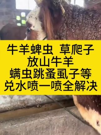 牛羊身上长蜱虫草爬子等,兑水喷一喷统统消灭#草爬子 #牛蜱虫 #牛羊体外驱虫 #繁殖母牛 #育肥牛