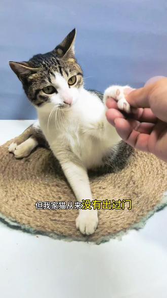 给抓了我手的猫猫测了一下,竟然……#狂犬疫苗 #狂犬病 #猫咪 #养猫经验分享 #狂犬病毒检测卡