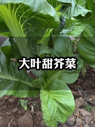 做酸菜超好吃的大叶甜芥菜#家庭种植#种植小技巧 #蔬菜种子 #大叶甜芥菜#酸菜