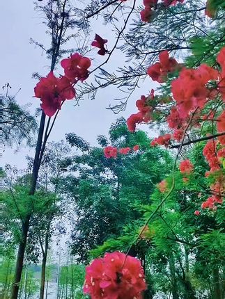 #原创视频 #手机摄影 #好看的花一定要分享给你 #赏花🌸听歌🎶