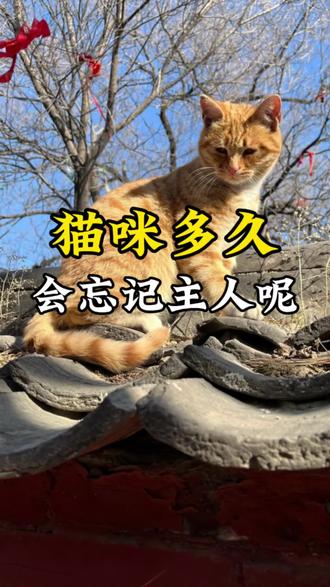 猫咪多久会忘记主人呢#新手养宠#养宠进阶指南#养猫小百科#科学养宠攻略