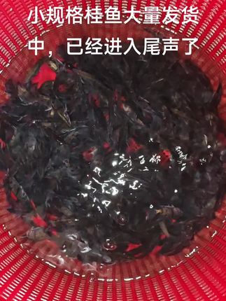 小规格桂花鱼大量出售 量大优惠,直播间看看