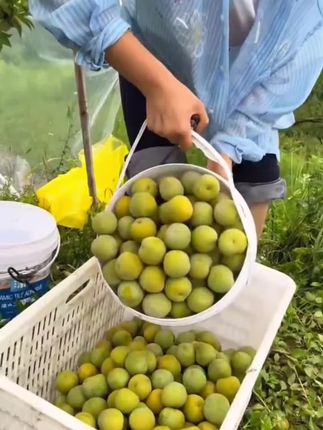 正宗四川青脆李上市了,一年只能吃这么几天,喜欢的家人抓紧了#青脆李 #四川青脆李 #超便宜超划算  #李子 #优质农产品