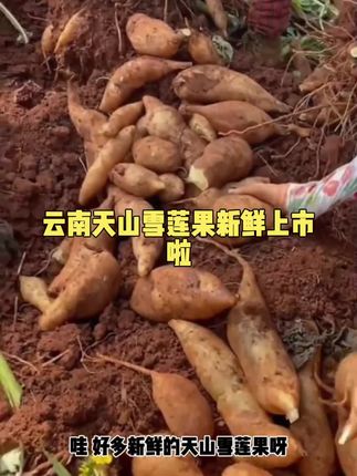 云南天山雪莲果新鲜水果蔬菜黄心大果当季应季整箱产地直发