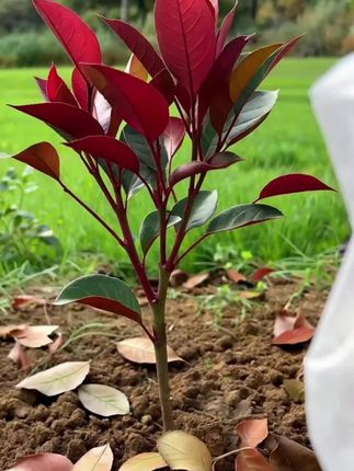 #果树苗 #苗木基地 #果苗供应 #红柚果树苗#优质种苗
