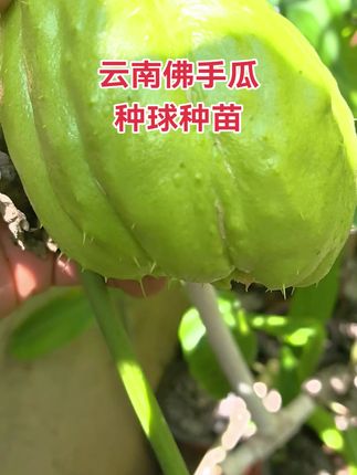 #优质农产品 #特色农产品 #新࿆鲜࿆采࿆摘 #盆栽 #草本植物 佛手瓜种球种苗