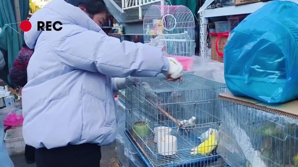 2026开年必逛花鸟市场‼️即将拆迁
听到好几位老板都在说要搬到大华,不过,上海市区能集中🈶这么大的半户外花鸟市场,还是挺难得~据说到3️⃣月,且逛且珍惜
📍地址:灵石路1539号,岚灵花鸟市场
🚇交通:7号线新村路站,出站步行约5分钟
整个市场超大,分宠物、花卉、水族区🐟🌸🐇
几十块就能带走的快乐,有时不买光看看小鱼游曳、鸟鸣啁啾,烦恼瞬间被治愈😊
记得周末早点来,人少好逛更悠闲~
#vlog日常 #vlog #浪漫生活记录者 #花鸟市场