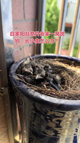 每年我家阳台迎来一窝斑鸠安家,鸟妈妈辛苦孵出几只小宝贝。
前几天软乎乎的特别可爱,今早突然窝边爬满小虫子,不敢用药不敢挪窝,怕伤到小鸟。
有没有懂的朋友,怎么安全除虫不伤害斑鸠一家?万物有灵,有幸结缘一窝野生小生命#斑鸠在阳台筑巢 #野生斑鸠 #人与自然和谐共处 #阳台奇遇 #手抽筋了怎么办