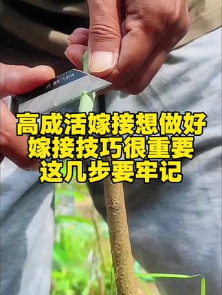 高成活嫁接想要做好,嫁接技巧很重要,这几步要牢记!#果树嫁接 #果树管理 #花卉绿植#抖音助农#传播农业小知识