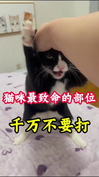 猫咪最致命的七个部位千万不要打#猫#猫咪#养猫人#养猫经验分享#萌宠