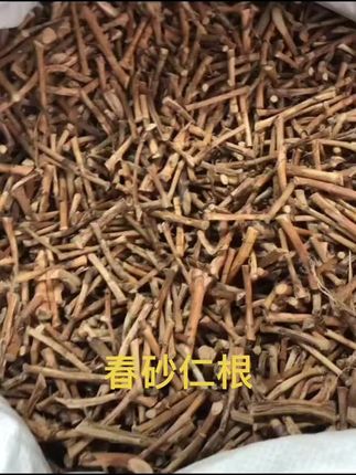 春砂仁根50g-500g阳江特产春砂仁根新货正宗阳春春沙仁干根