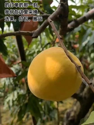 一颗高山锦绣黄桃的奇妙旅程,一场与时间的赛跑。一口鲜爽,是所有人共同奔赴的圆满。#优质农产品 #快来一起尝个鲜 #锦绣黄桃熟了 #水果搬运工 #新鲜采摘