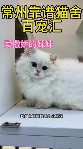 谁家爱撒娇的妹妹啊#常州猫舍#常州买猫#矮脚金点