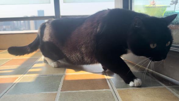 警长破案中,闲人勿扰🤣#我的猫咪 #黑猫警长
猜猜他在干啥