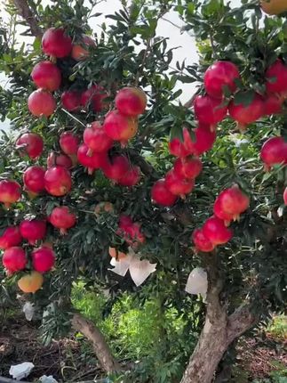 #秋天的第一杯水果冷泡茶 #石榴 #水果#优惠活动火爆进行中 #超便宜超划算