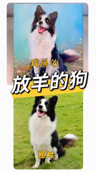 牧羊犬 小时候长什么样#边境牧羊犬 #画画 #我的萌宠 #动物肖像画