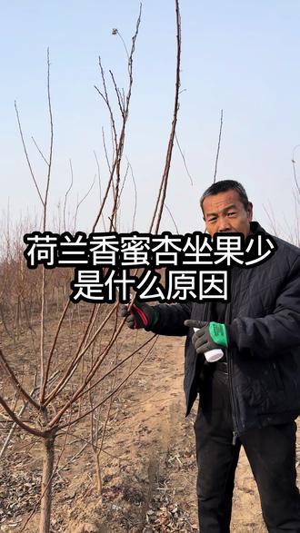 荷兰香蜜杏坐果少是什么原因 #杏树种植#果树管理技术#开花不结果#三农#郭老师植物
