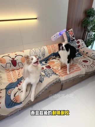 给毛孩子买咬不坏的汽水瓶吧,可以发声满足狗狗的捕猎情绪,还能磨牙解闷狗狗特别喜欢!#狗狗玩具 #科学养宠攻略 #萌宠好物