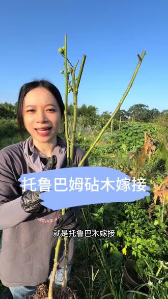 托鲁巴姆砧木嫁接 最近很火一种嫁接方式,用水茄子树嫁接,我特意在网上买了两颗回来,大家认为我能嫁接成功吗?#农村创业种植 #托鲁巴姆砧木 #水茄 #三农流量扶持计划