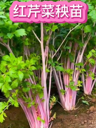 #农业种植 #蔬菜 #寿光红香芹菜苗秧#带土球四季春秋阳台盆栽#脆嫩高产西芹种子蔬菜苗