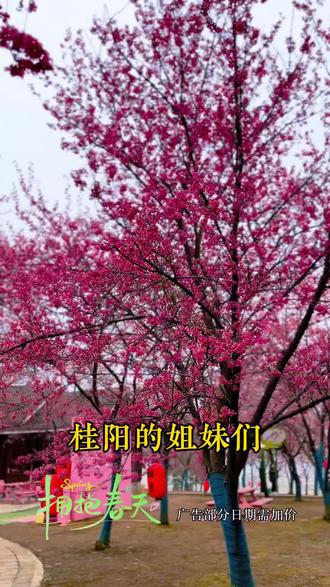 #春季旅游#喜欢赏花拍照打卡#桂阳樱花园