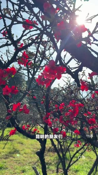 昆明昙华寺公园的牡丹花开了,太好看了吧#牡丹花 #牡丹花展#昙华寺#昙华寺牡丹花展#想去云南的心达到巅峰