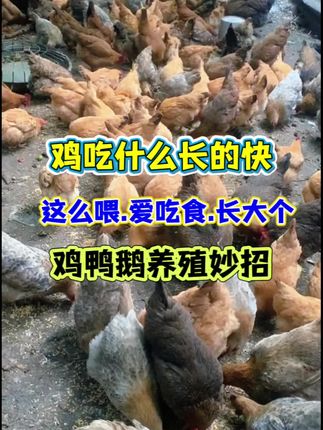 鸡鸭鹅养殖#三农 #农村散养土鸡 #养鸡人 #生态散养土鸡 #鸡鸭鹅养殖